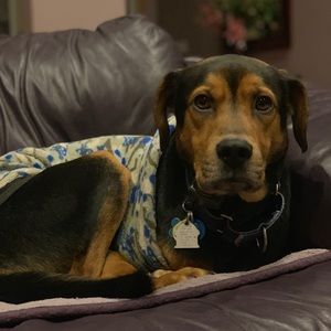 Meet your Posher, Annie